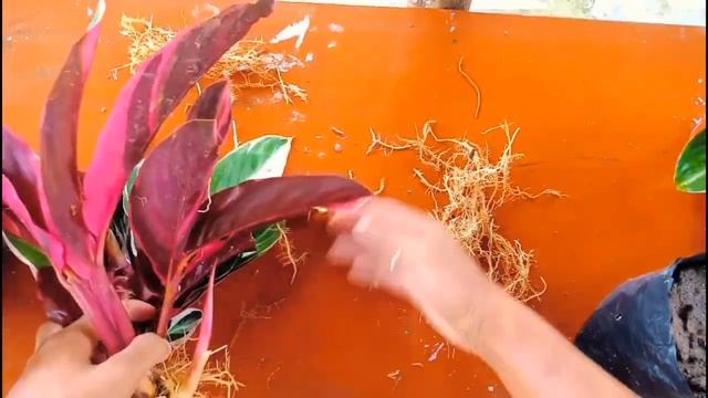 How To Propagate Stromanthe Triostar Plant [How To Separate Stromanthe Triostar] смотреть онлайн