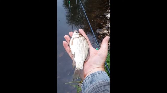 карась Боршевое часть 1 Не популярный водоем в отсутствия клёва смотреть онлайн