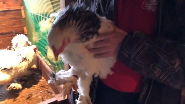 КАК ОТУЧИТЬ КУР ОТ РАСКЛЁВА смотреть онлайн