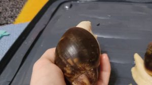 Мои улитки. Архахатина Радостома Пурпурия ( Бенины)