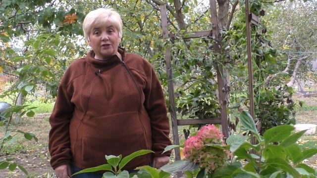ОПАСНАЯ Пора Для Крупнолистной ГОРТЕНЗИИ. Мои Цветы. Мой опыт. смотреть онлайн
