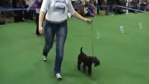 Золотой ошейник2010 Лейкленд терьер.wmv