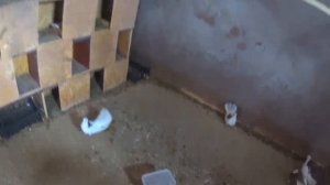 Голуби.Уборка.Кормление. Сезон разведения.