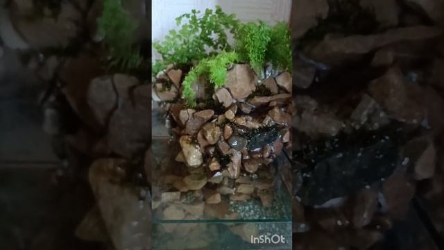 Как сделать Аквариум ? Палюдариум -водопад, мой опыт ?♥️ #akvaryum #fish смотреть онлайн