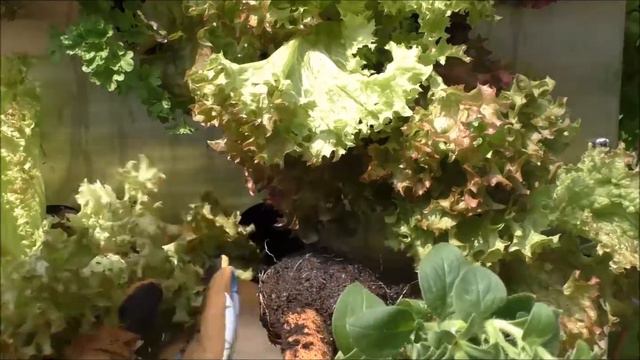 Wurzelballen verkleinern und KUBI bepflanzen смотреть онлайн