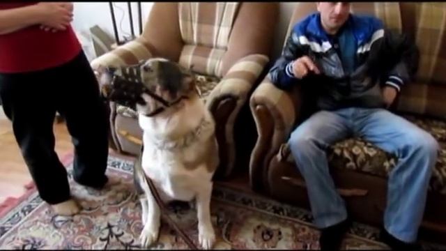 Бабушка и Алабай(Бросается на собак,тянет поводок) смотреть онлайн