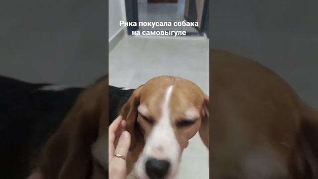 На прогулке напала собака