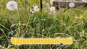 Одуванчиковый чай. Вариант №1