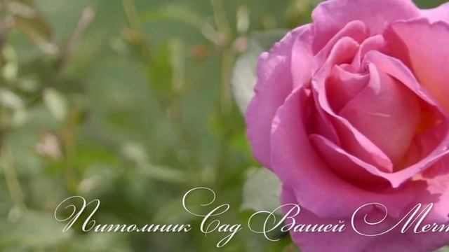 Роза "Gentle Giant" - Питомник "Сад Вашей Мечты" (R-522) смотреть онлайн