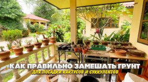 Как правильно замешать грунт для посадки кактусов и суккулентов