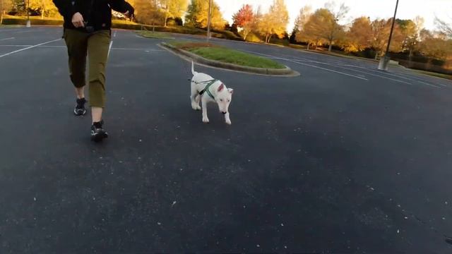 Бультерьер в корпоративном парке/Bullterrier in corporate park