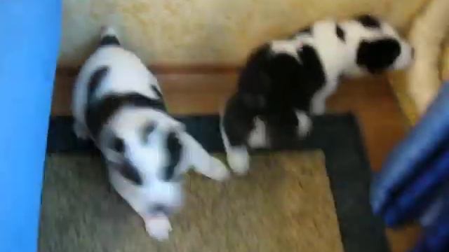 Щенки от Ак Босар Айкаса и Ак Босар Карагуль, 45 дней. смотреть онлайн