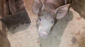 ЛЕТНИЙ ЗАГОН ДЛЯ СВИНЕЙ// ЛЕТНИК СВОИМИ РУКАМИ С ПОДРУЧНЫХ МАТЕРИАЛОВ