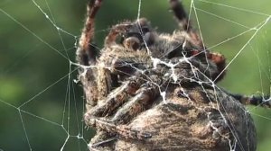 Araneus angulatus on the web - Угловатый крестовик на паутине