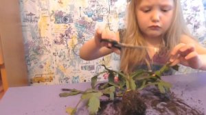 ЦВЕТОК ДЕКАБРИСТ / Уход / Пересадка / Как заставить декабрист цвести / Декабрист из листика