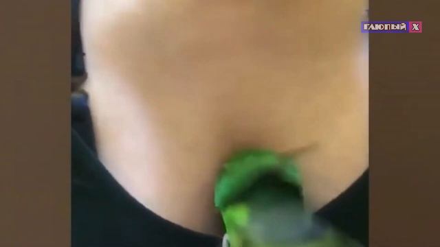 Смешное видео. Подборка смешных животных март 2020 🍕4. 🤣Смех продлевает💙! смотреть онлайн