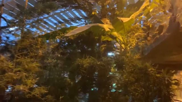 Тропики в краснодарском зоопарке. смотреть онлайн