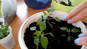 Пикировка декоративного перчика в цветочные горшки на постоянное место.