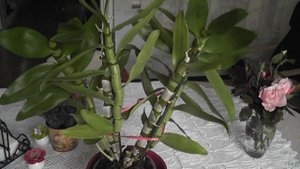 Орхидея Дендробиум Нобиле Как заставить цвести орхидею