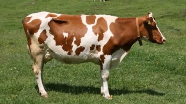 Бычки и Коровы Симментальской породы | Мясо-молочные коровы | Мясное скотоводство | КРС | Симментал