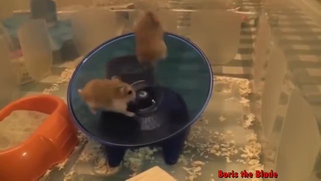 Хомяк в Колесе  Смешные Хомяки  Подборка 2016    Funny Hamsters On Wheels 2016 Compilation  1