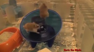 Хомяк в Колесе Смешные Хомяки Подборка 2016 Funny Hamsters On Wheels 2016 Compilation 1
