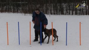 Воспитание и дрессировка, змейка обучение кормом, бельгийская овчарка, малинуа