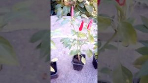 Как вырастить декоративный перец маленькое чудо