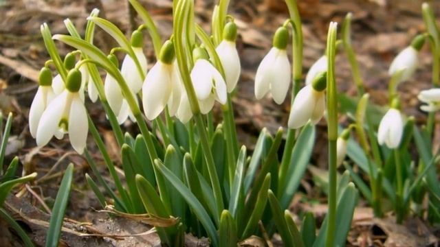 Пора рисовать весну... смотреть онлайн