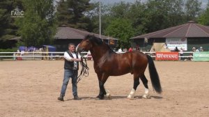ВЛАДИМИРСКИЙ тяжеловоз жеребец Вагант #ИППОсфера 2022 Парад пород