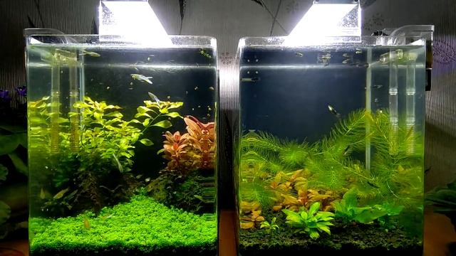 #Водоросли Ксенококус, сине-зелёные, GDA. смотреть онлайн