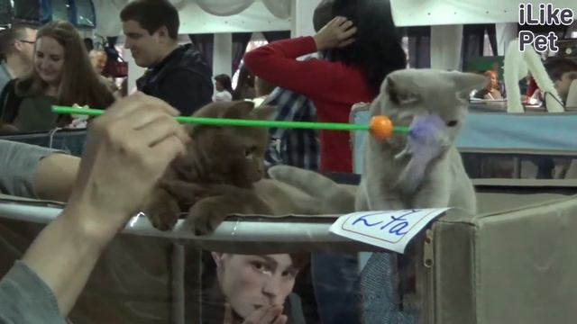 Причины агрессии кошек на ilikepet смотреть онлайн