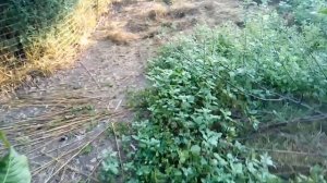 Какой высоты должна быть ограда для кур