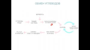 Анатомия. Обмен веществ