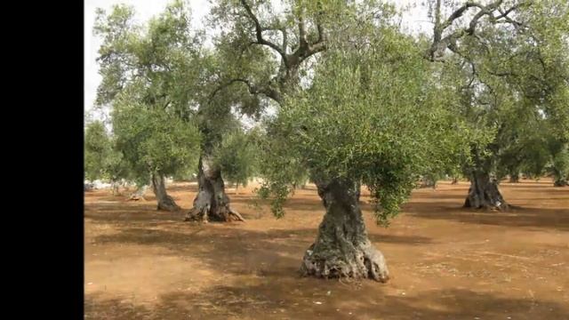 Как выбрать оливковое масло итальянское olio extra vergine di oliva олія оливкова італійська