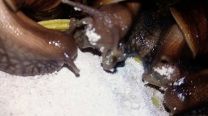 Как выглядят зубы и рот улиток?