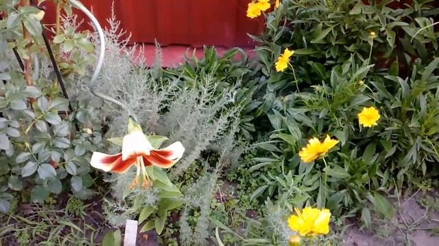 Лилии ОТ гибриды и другие на 15 июля 2018 # мой сад # лилии смотреть онлайн