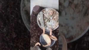 Инкубатор Бананового Сверчка