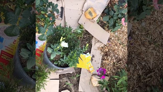 Бюджетное мульчирование цветника