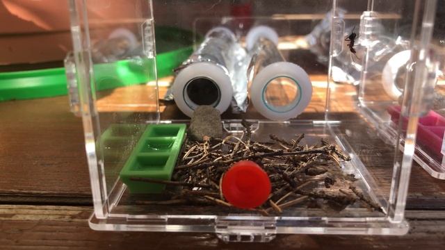 Муравьи Formica (Лесной муравей) - 2 смотреть онлайн