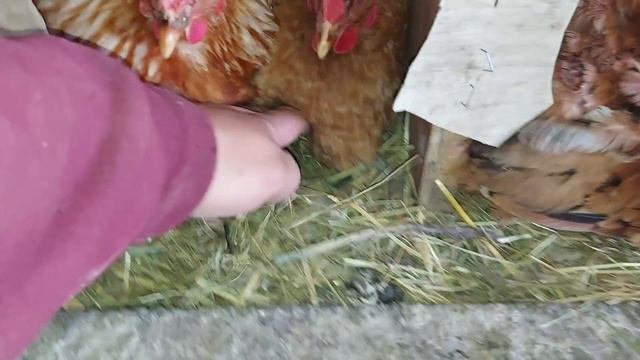 Браунёчек остался один.Забрали всех. смотреть онлайн