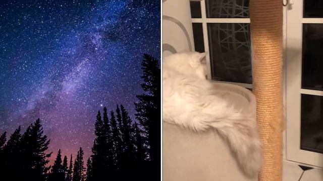 Кот 18 лет выполняет команду спать - 18 year old cat obeys a command sleep смотреть онлайн