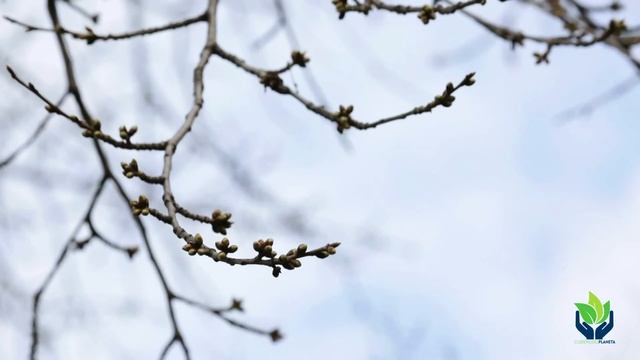 Alnus glutinosa (aliso común o alno): tipos, características... смотреть онлайн