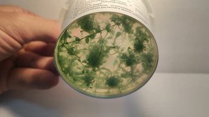 Живое аквариумное растение Глоссостигма меристемное