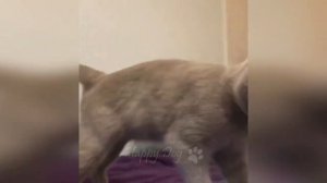 Приколы с животными до слёз