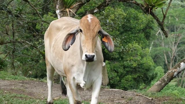 Costa Rica Vegan Trip Vlog: Slothspiracy? смотреть онлайн