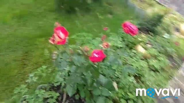 Жёлтая роза. Шикарные ромашки. Дача сегодня. смотреть онлайн