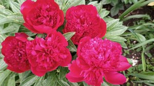 Пионы RED CARPET и пион Red Charm   сравнение