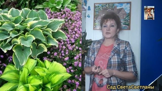 Хоста.Неприхотливый многолетник.Сочетание в цветниках.Хоста в качестве  бордюра. #Сад СветаСветланы