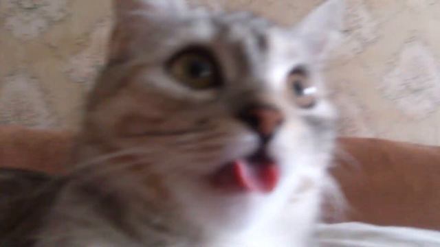 У меня кошка сломалась смотреть онлайн